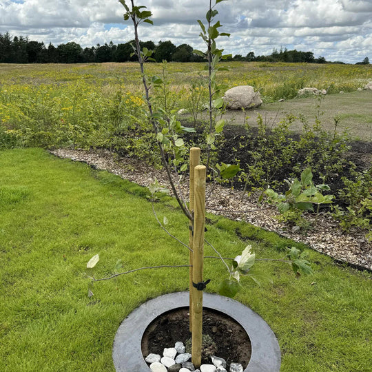 Robotsirkel i cortenstål